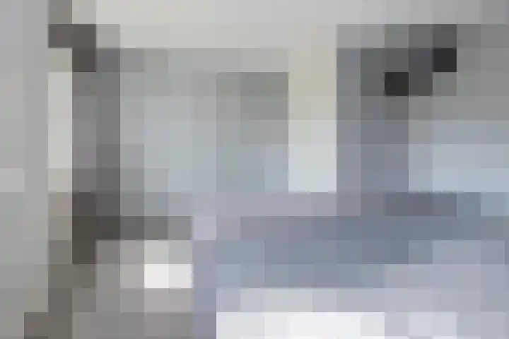 Papaverhof 6 Barneveld thumbnail 19