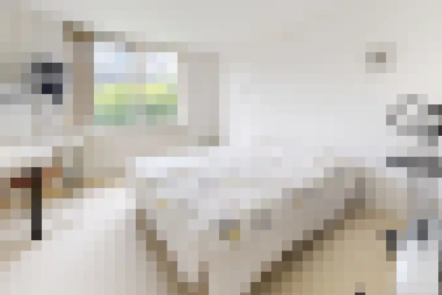 Papaverstraat 19 Zevenbergen thumbnail 29