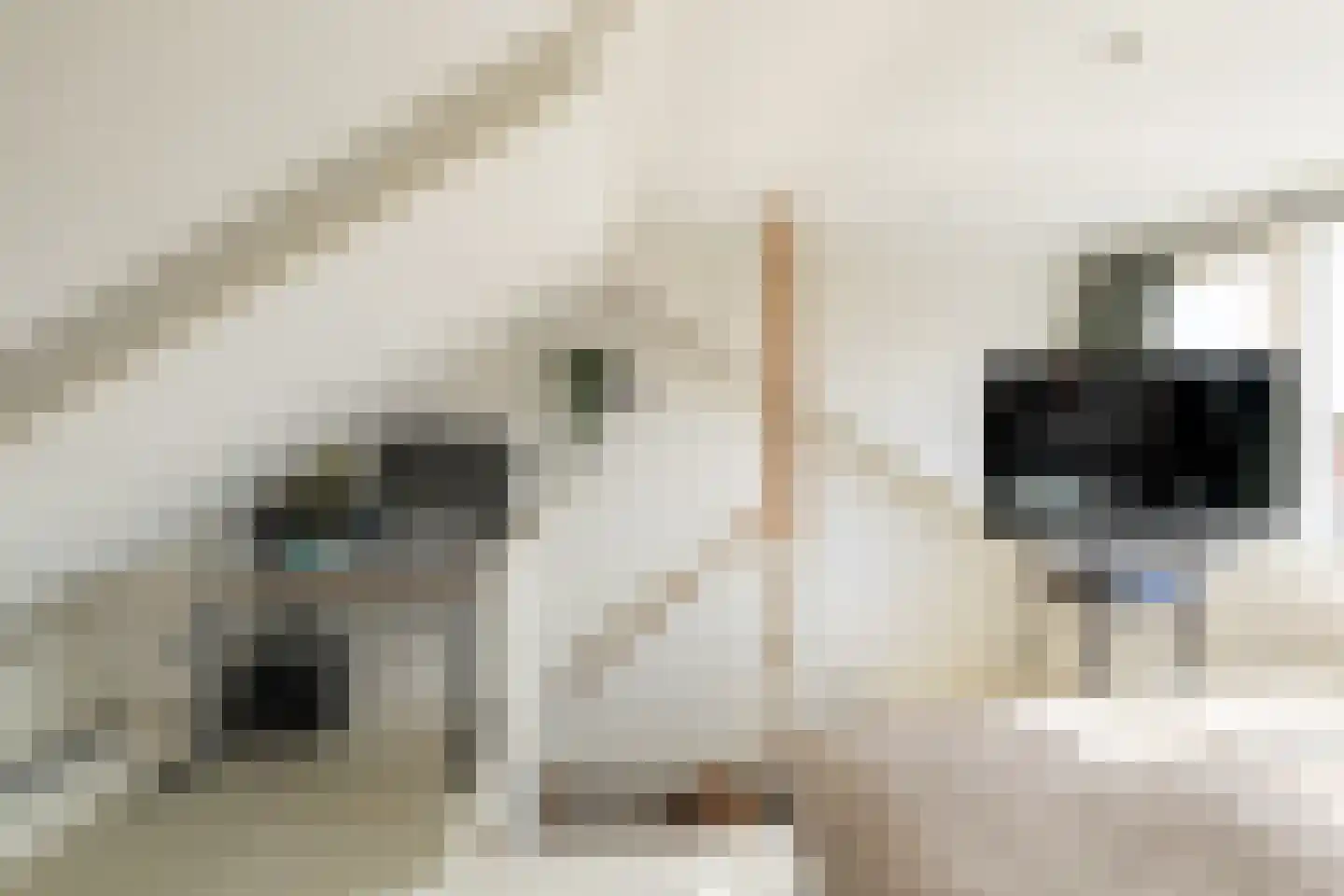 Papaverstraat 8 Zwolle thumbnail 36