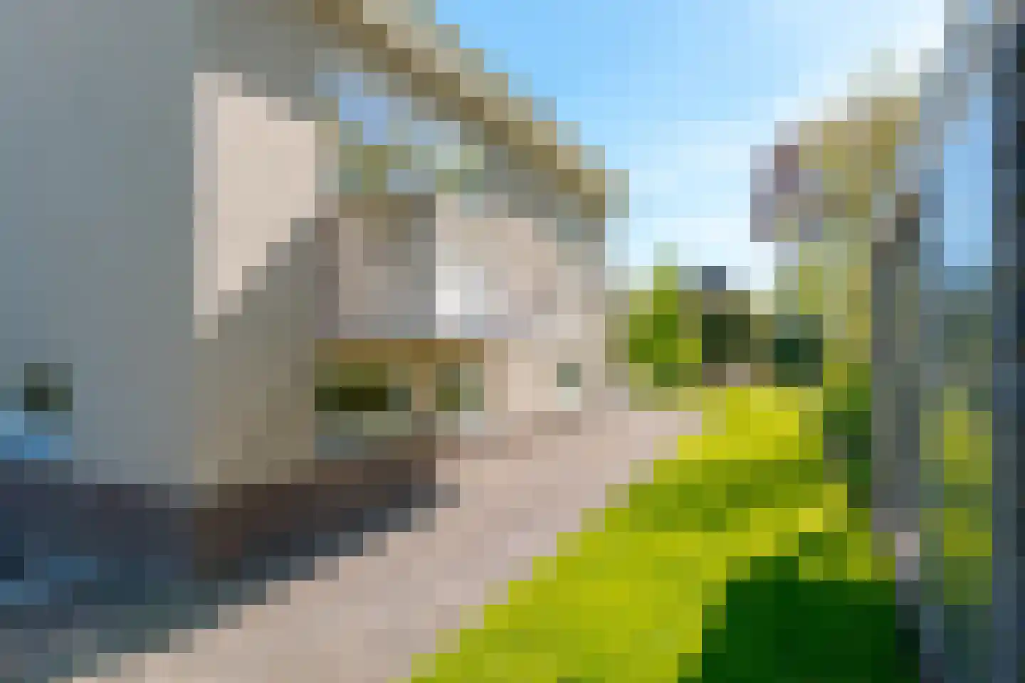 Papaverweg 77 Zwolle thumbnail 34