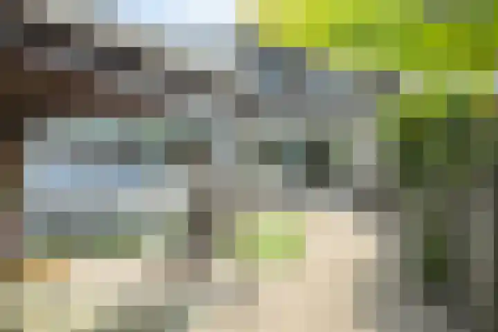 Papegaai 33 Breda thumbnail 21