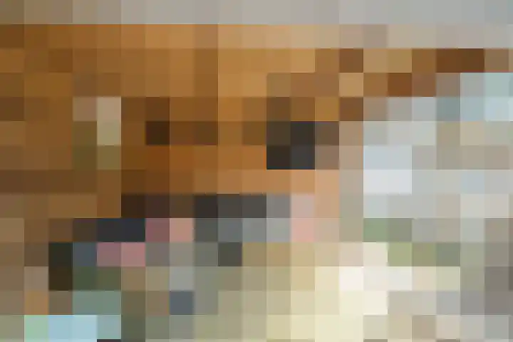 Papegaai 33 Breda thumbnail 23