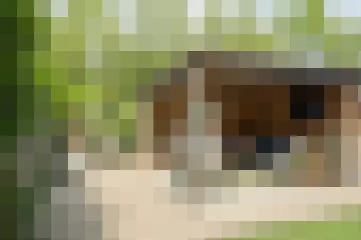 Papegaai 33 Breda thumbnail 25