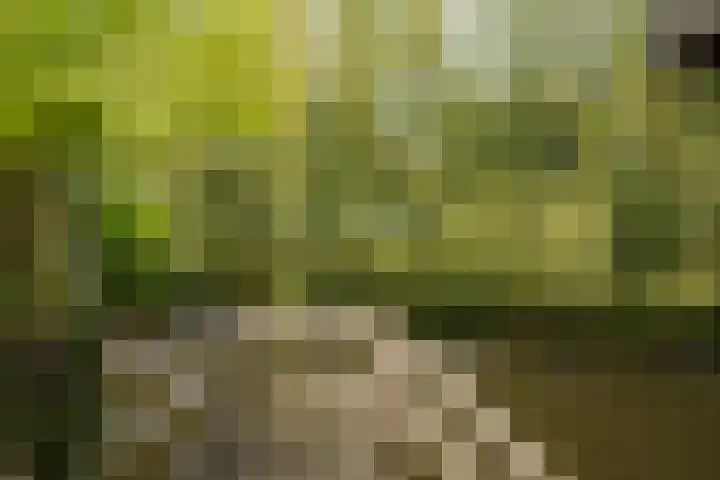 Papegaai 33 Breda thumbnail 28