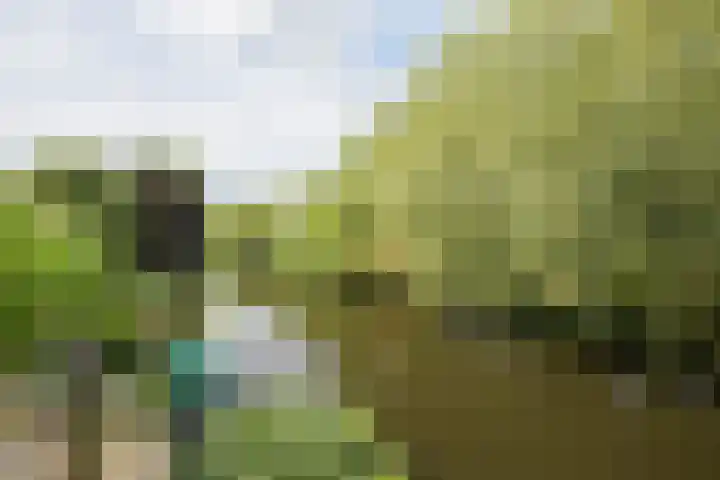 Papegaai 33 Breda thumbnail 29