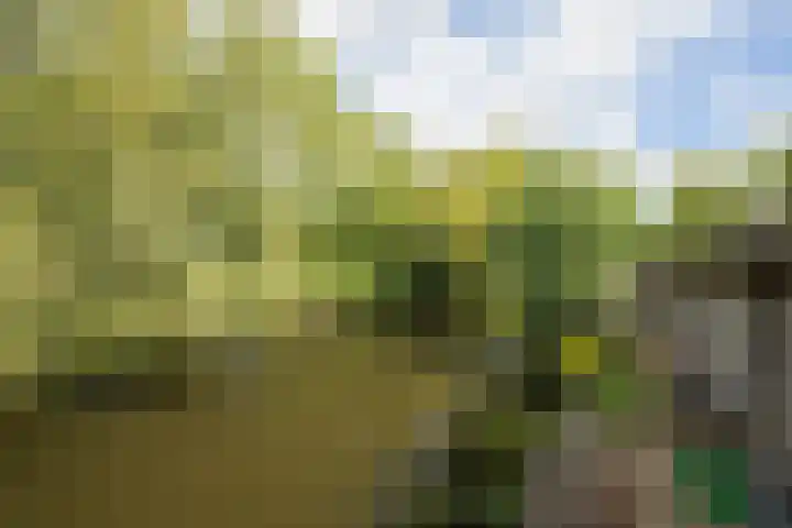Papegaai 33 Breda thumbnail 30
