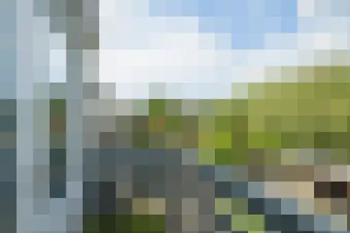 Papegaai 33 Breda thumbnail 38