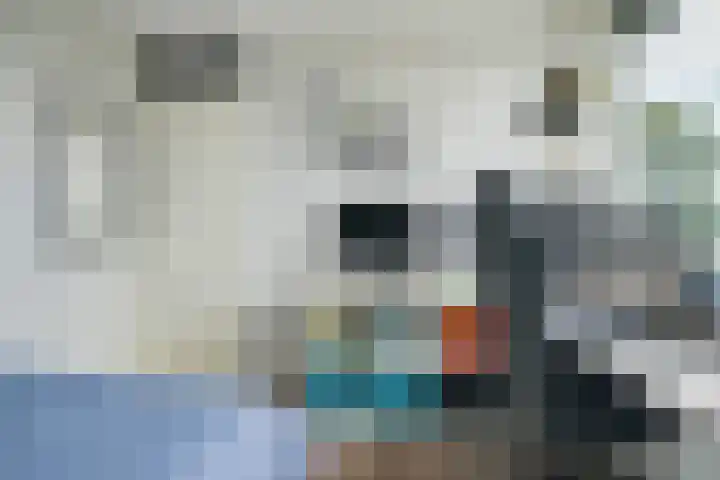 Papegaai 33 Breda thumbnail 45