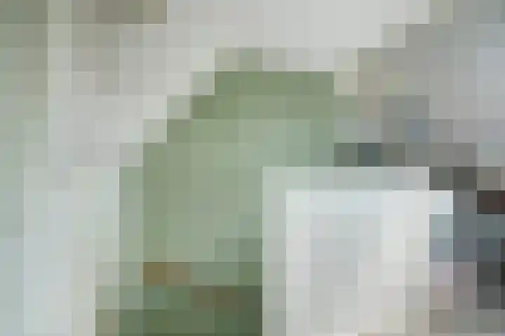 Papegaai 33 Breda thumbnail 50
