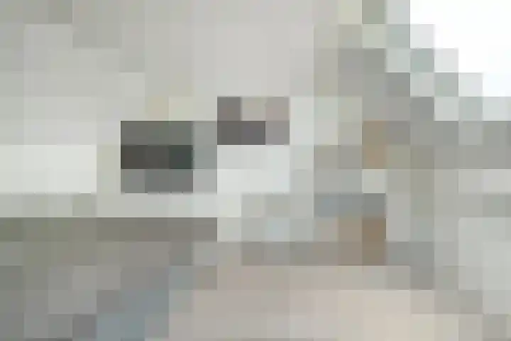 Papegaai 33 Breda thumbnail 52