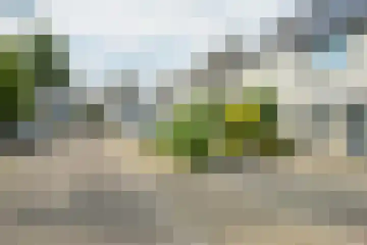 Papegaai 33 Breda thumbnail 59