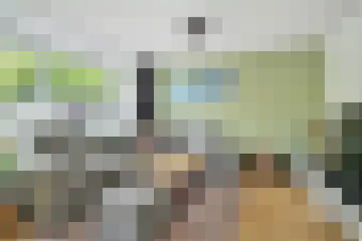 Papegaai 33 Breda thumbnail 7