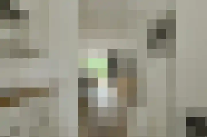 Papegaai 40 Breda thumbnail 20