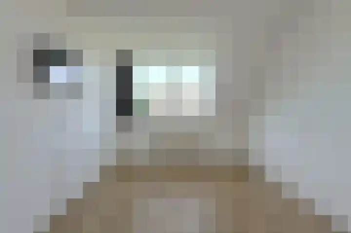 Papegaai 40 Breda thumbnail 23