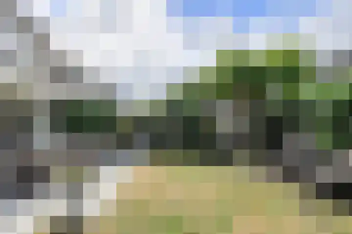 Papegaai 40 Breda thumbnail 43