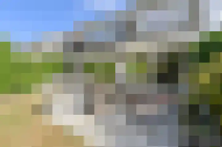 Papegaai 40 Breda thumbnail 44