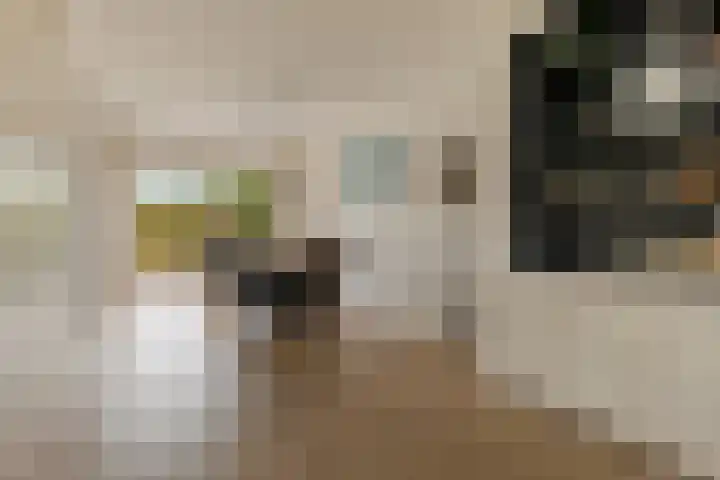 Papegaaiduiker 18 Wildervank thumbnail 10