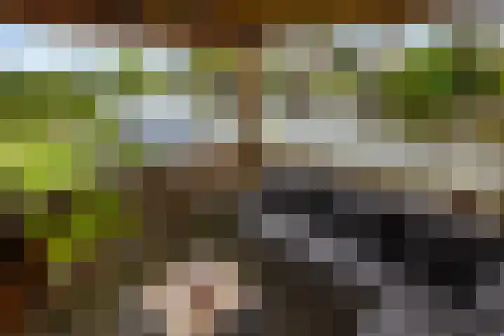Papegaaiduiker 18 Wildervank thumbnail 25