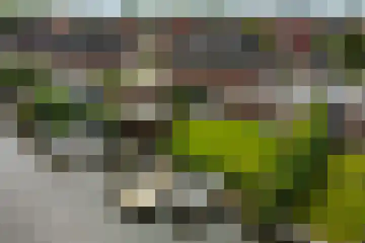 Papegaaiduiker 18 Wildervank thumbnail 32