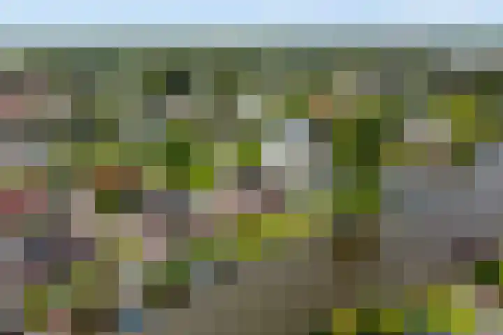 Papegaaiduiker 18 Wildervank thumbnail 33