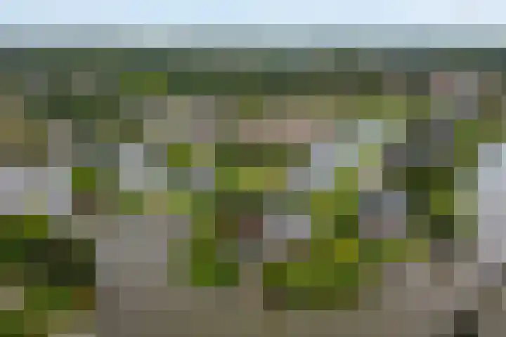 Papegaaiduiker 18 Wildervank thumbnail 34