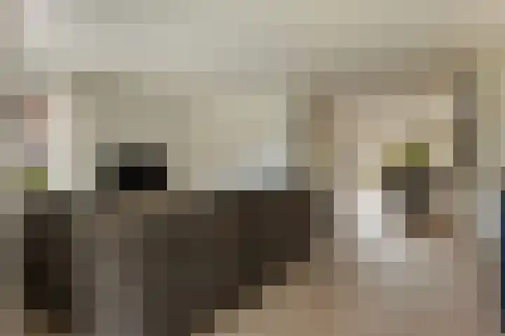 Papegaaiduiker 18 Wildervank thumbnail 9
