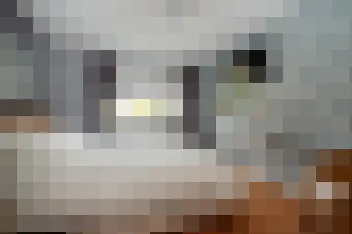Papegaaiduiker 6 Wildervank thumbnail 21