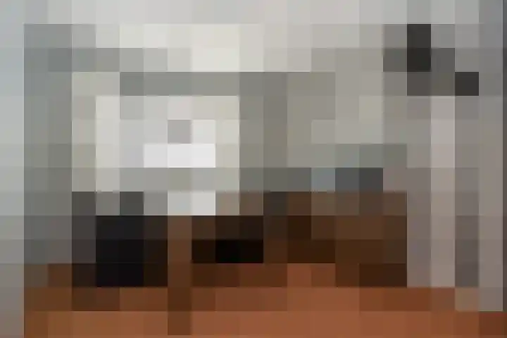 Papegaaiduiker 6 Wildervank thumbnail 25