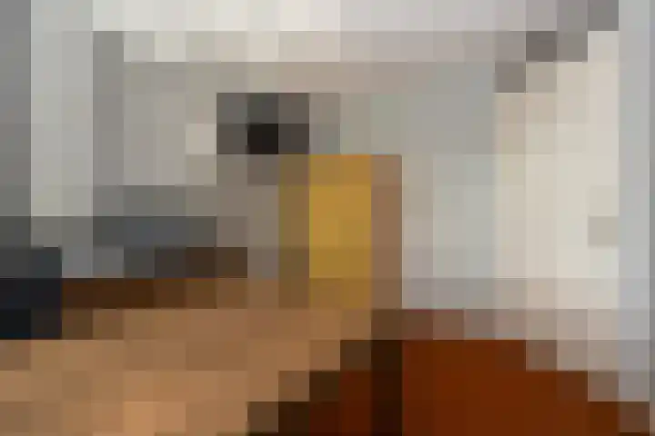Papegaaiduiker 6 Wildervank thumbnail 27