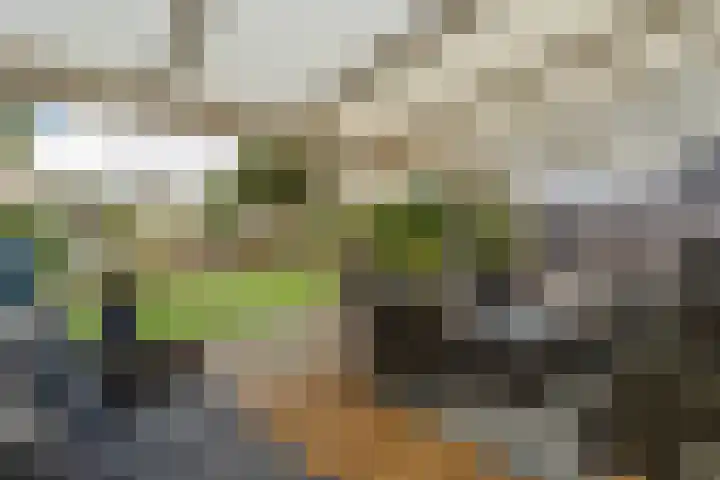 Papegaaiduiker 6 Wildervank thumbnail 37