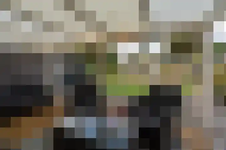Papegaaiduiker 6 Wildervank thumbnail 38