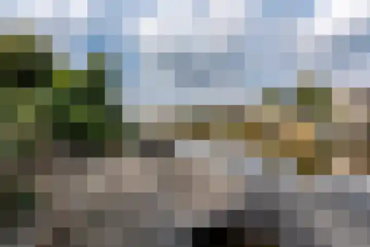 Papegaaiduiker 6 Wildervank thumbnail 42