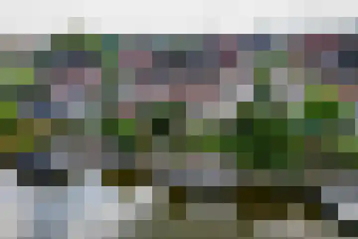 Papegaaiduiker 6 Wildervank thumbnail 52