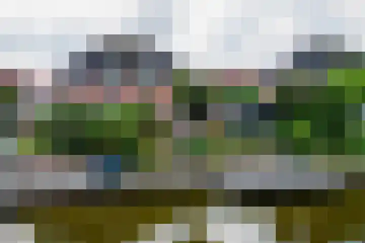 Papegaaiduiker 6 Wildervank thumbnail 54