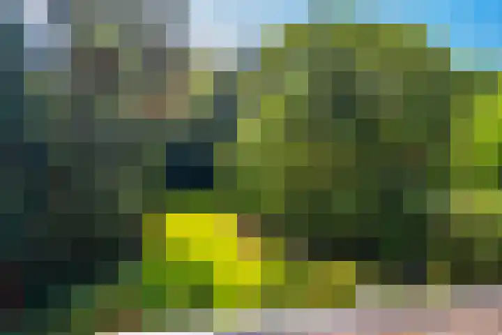 Papegaaienlaan 2 A Wassenaar thumbnail 35