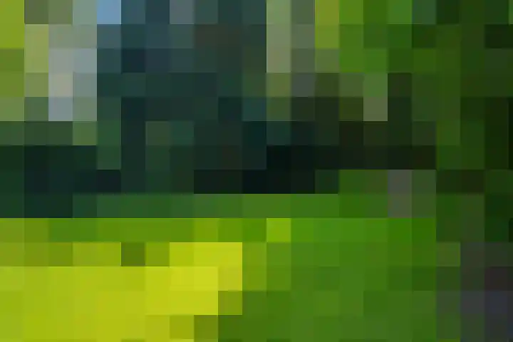 Papegaaienlaan 2 A Wassenaar thumbnail 41