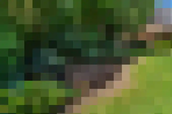 Papegaaienlaan 2 A Wassenaar thumbnail 45