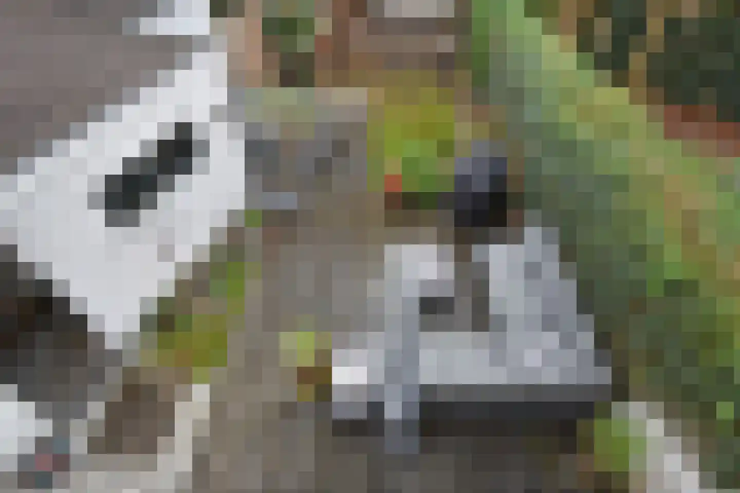 Papegaailaan 28 Den Haag thumbnail 51