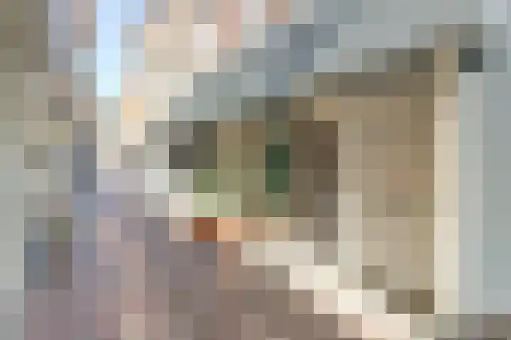 Papegaaistraat 14 Goes thumbnail 19