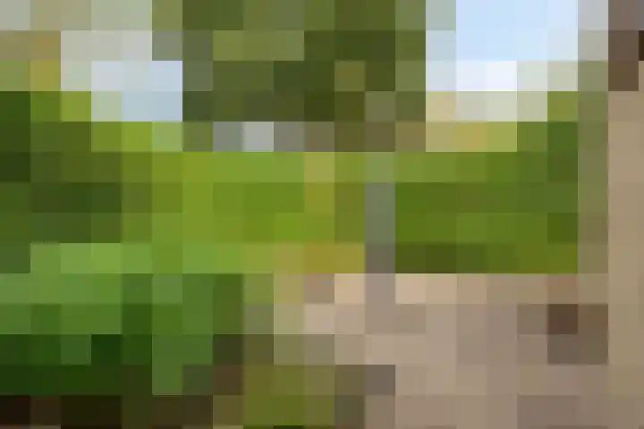 Papegaaiweg 15 Berlicum thumbnail 45