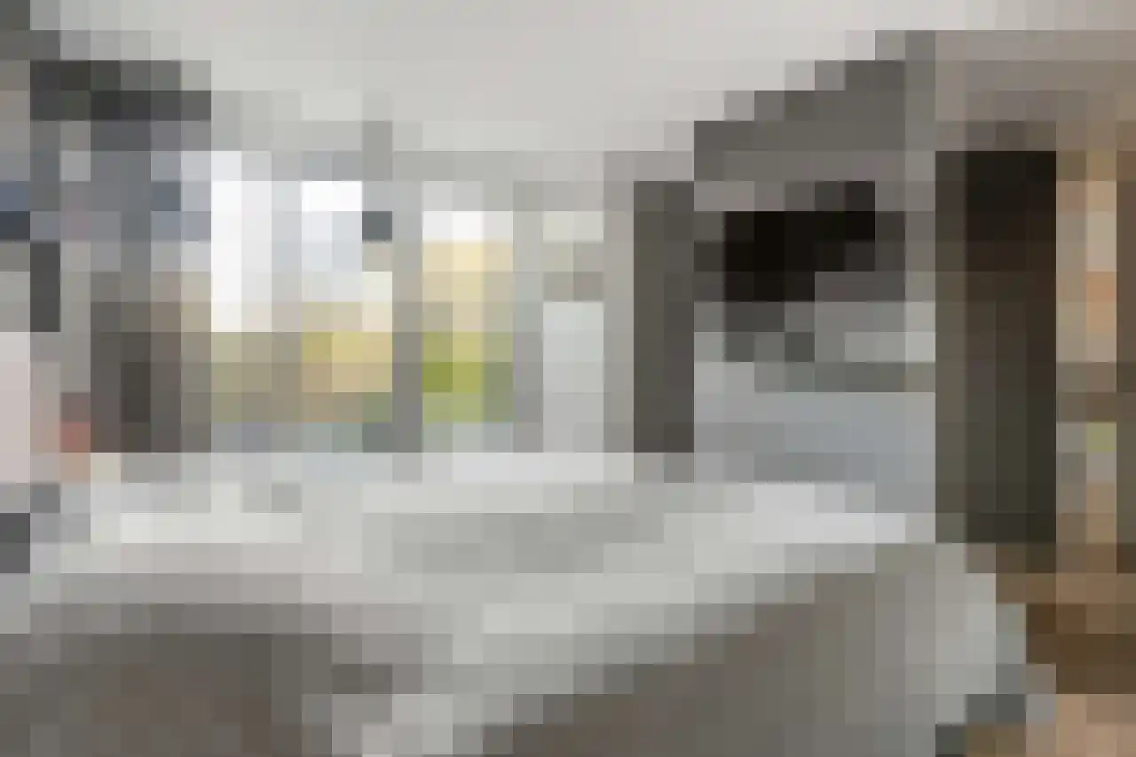 Papegroet 6 Zuid-Scharwoude thumbnail 18