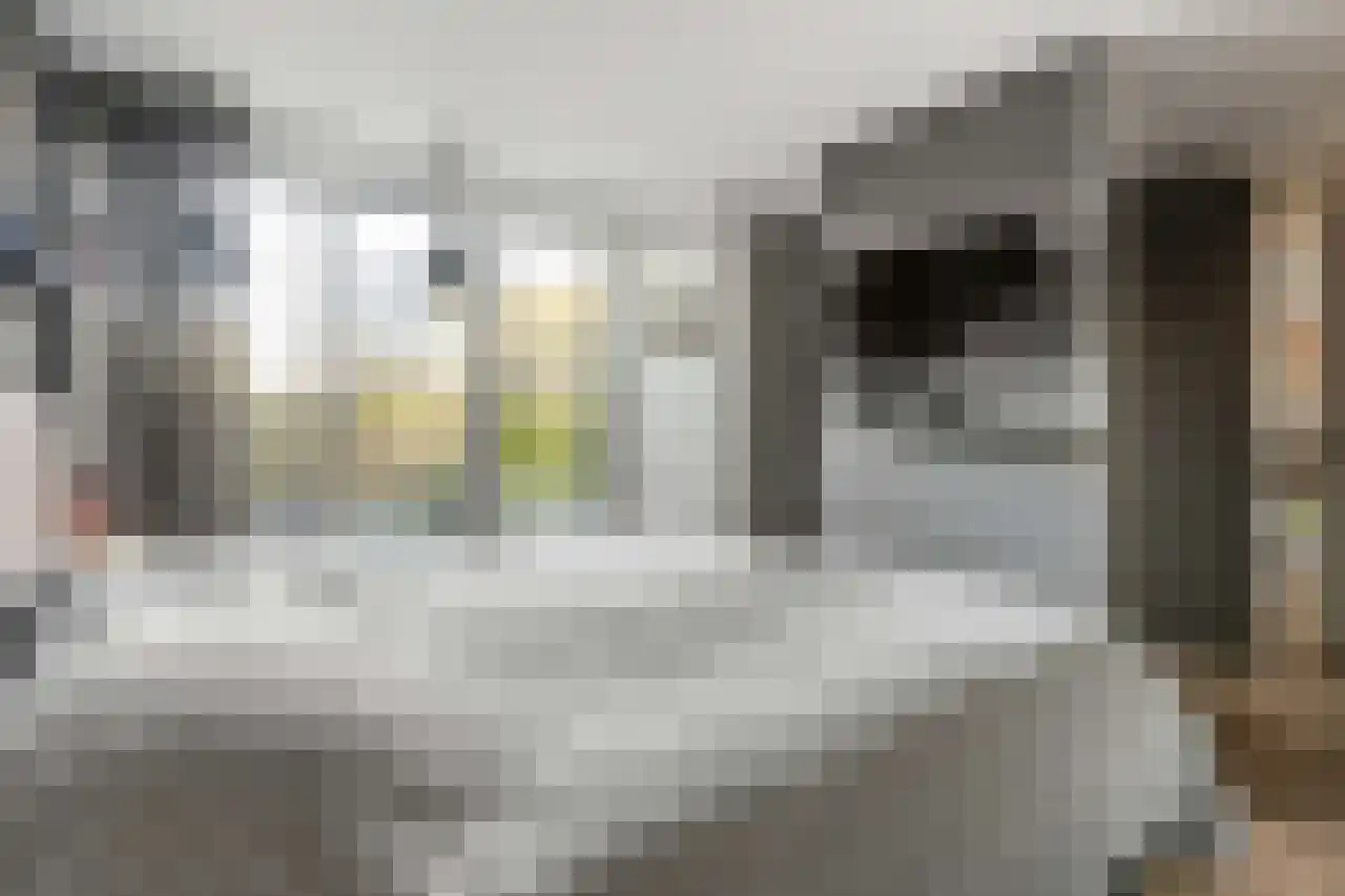 Papegroet 6 Zuid-Scharwoude thumbnail 18