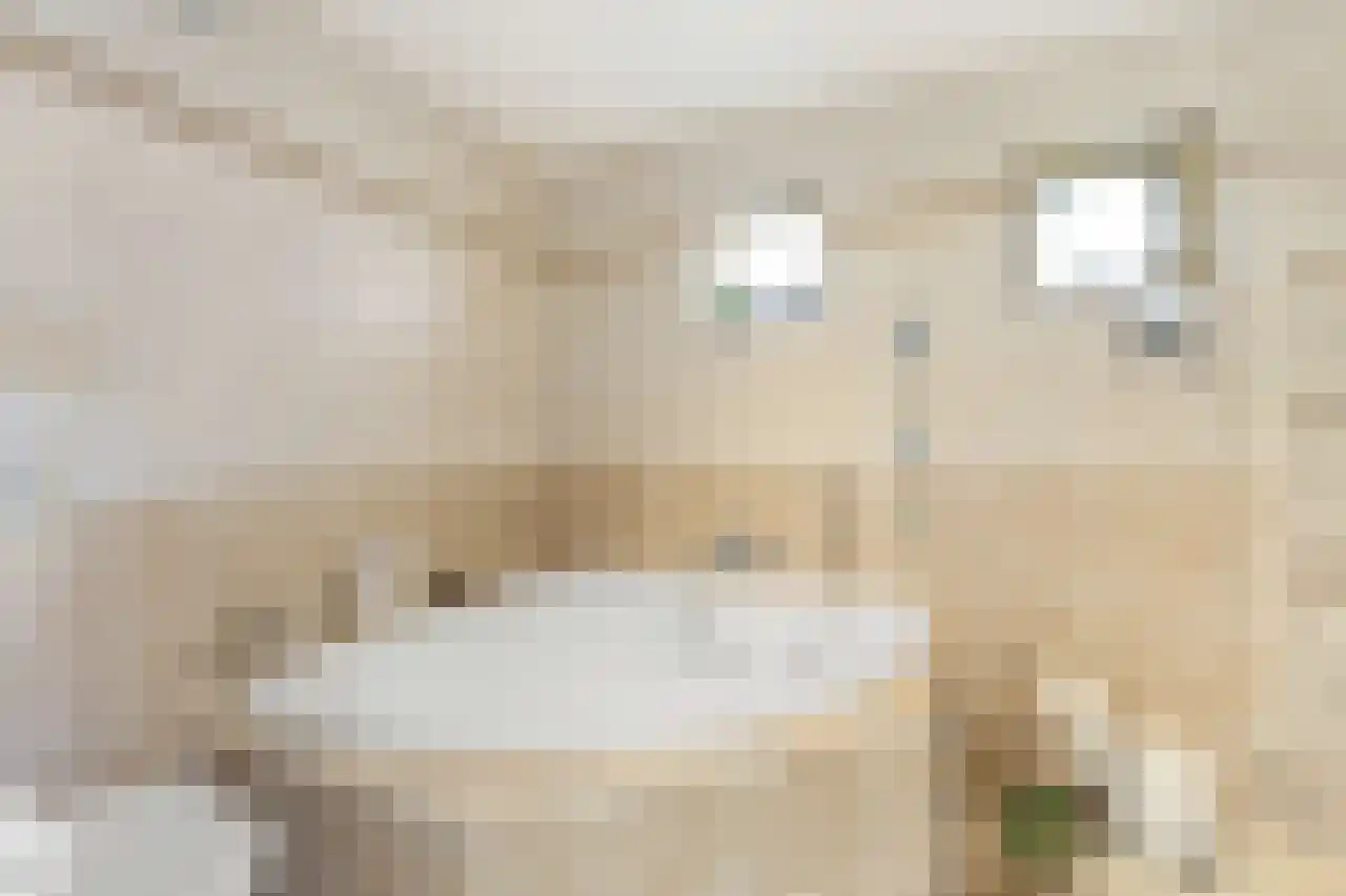 Papegroet 6 Zuid-Scharwoude thumbnail 27