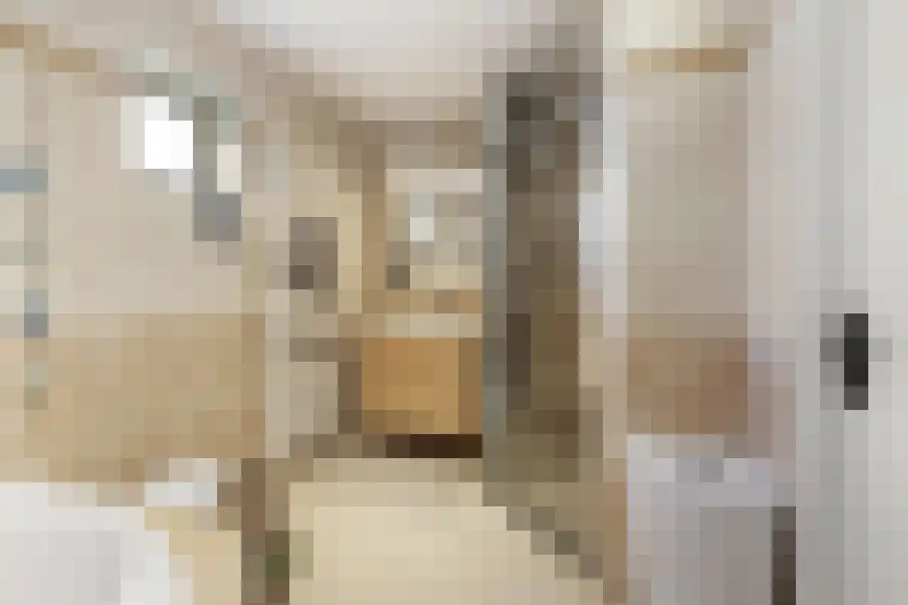 Papegroet 6 Zuid-Scharwoude thumbnail 28