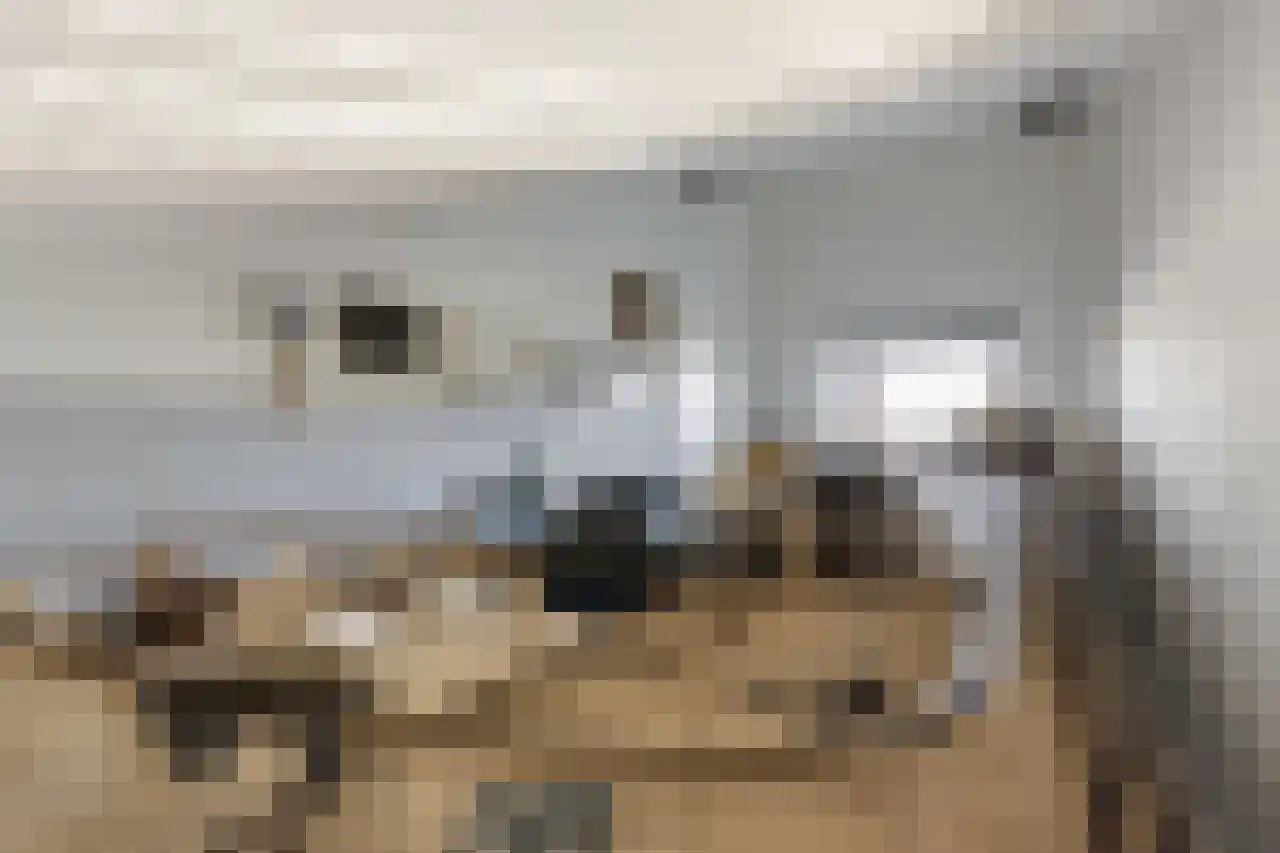 Papegroet 6 Zuid-Scharwoude thumbnail 31