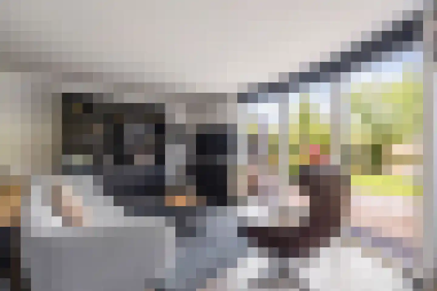 Papegroet 6 Zuid-Scharwoude thumbnail 5