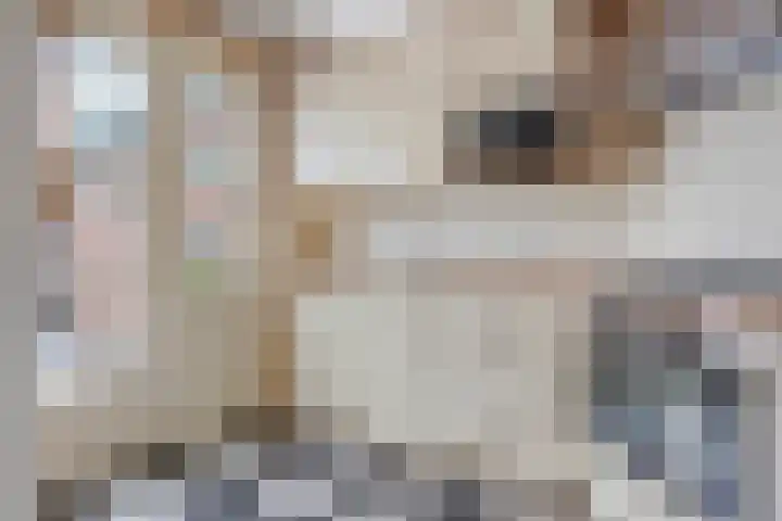 Papelaan 82 Voorschoten thumbnail 10