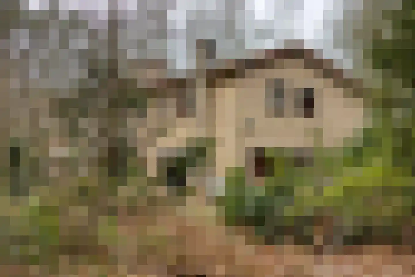 Papenbergseweg 14 Mook thumbnail 61