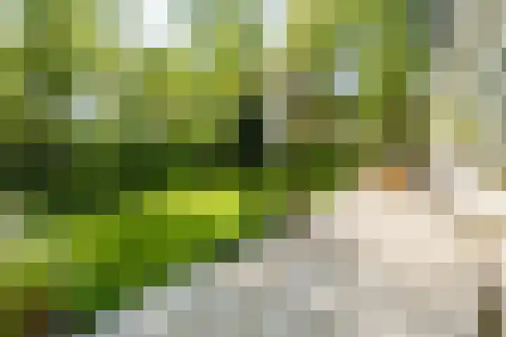 Papenpad 34 A Wageningen thumbnail 38