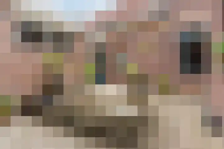 Papenvoort 3 Geldrop thumbnail 49